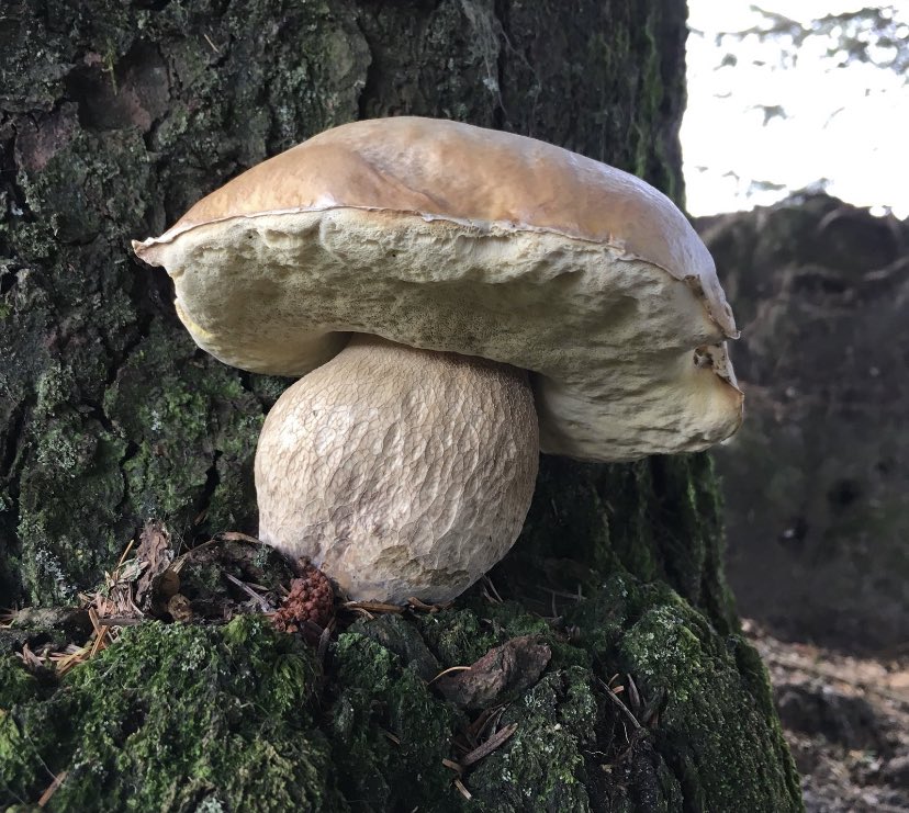 Mushrooms are a whole other world and they deserve the time to read and research, so many wonderful mycorrhizal relationships, and parasitic ones. Mycelium that stretches for miles. 36,000 sexes to avoid mitochondrial mutations.They look pretty magical too 