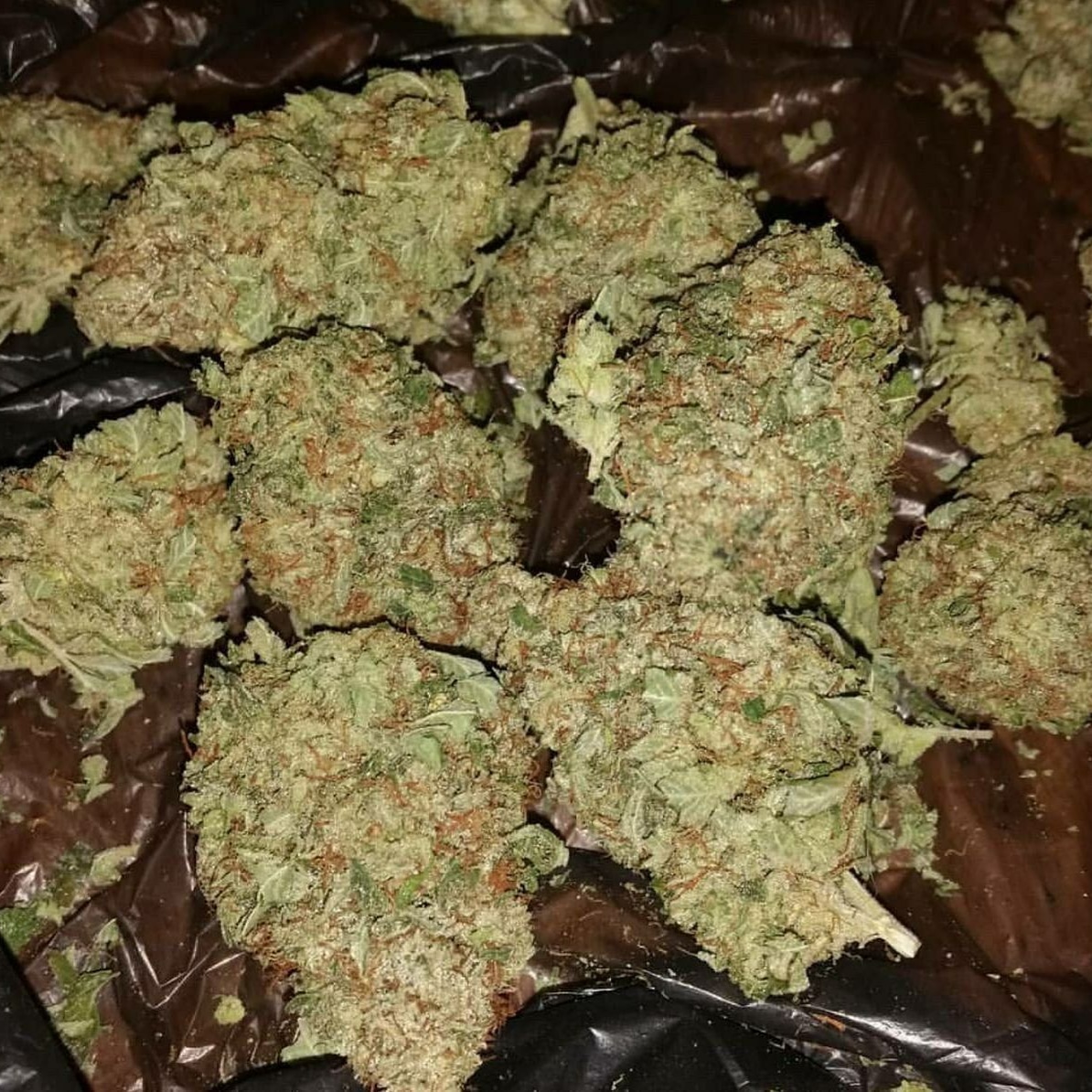 Weedfr18's tweet photo. ☘️ 🇫🇷passez vos commandes via 👇
Watsap+33644686819 
📲Télégram:billplug 
📲Snap💀bill_plug2020 

#weed #beuh #shit #Paris #Nantes #Toulouse #Bordeaux #Nice #Marseille #Rennes #Lorient #Strasbourg #Nice  #Dijon #Avignon #SaintNazaire #Auxerre #Monaco #booba #92i #oklmradio https://t.co/faGM1SYSrM