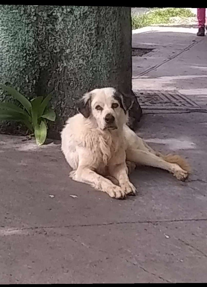 SalvandoPatitas's tweet photo. Ayudame a difundir. Se llama Bethoven.raza Mucuchí. Sufrió mucho en la calle. Está en temporal pero en una semana necesita salir. Es bueno y sano. 7 años aprox. Ayúdalo a encontrar un hogar. Gracias. 0424 256 8062 https://t.co/rXYODvKKvW