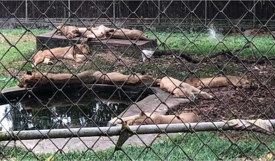 goldenpilarski's tweet photo. Je dis hoo c'est forcé d'avoir zoo ?
Liberons les animaux que de les maltraiter?
Un lion c'est prĂȘt de 40 kg de viande par jour.
Une lionne 30 kg par jour.
Les deux chameaux sont déjà mort.
Si humain en liberté pleure c'est pas zoo on vas regardé à présent.
#PDCI2020 https://t.co/XIjWm7XGXs