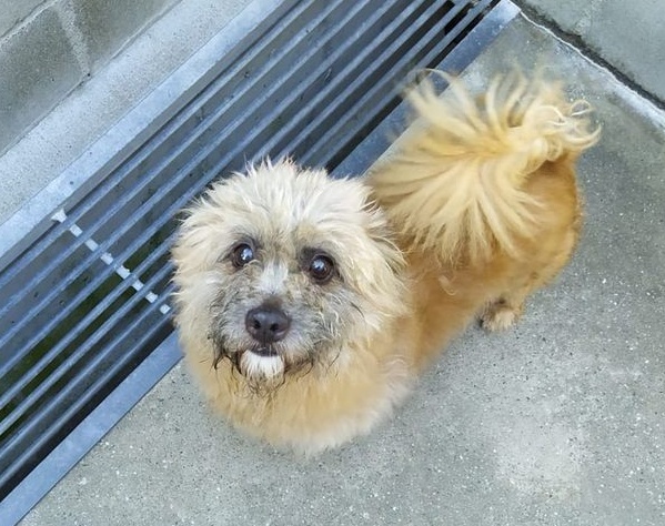 SosAbuelos1's tweet photo. POR FIN, POR FIN!!! UNA BUENA NOTICIA 
LO NECESITABAMOS TANTO 😭😭
EL ABUELITO "TAZ" SALE DE LA JAULA....... #ADOPTADOOOOOOOO 👏👏👏👏 https://t.co/MJlyBRTWZN