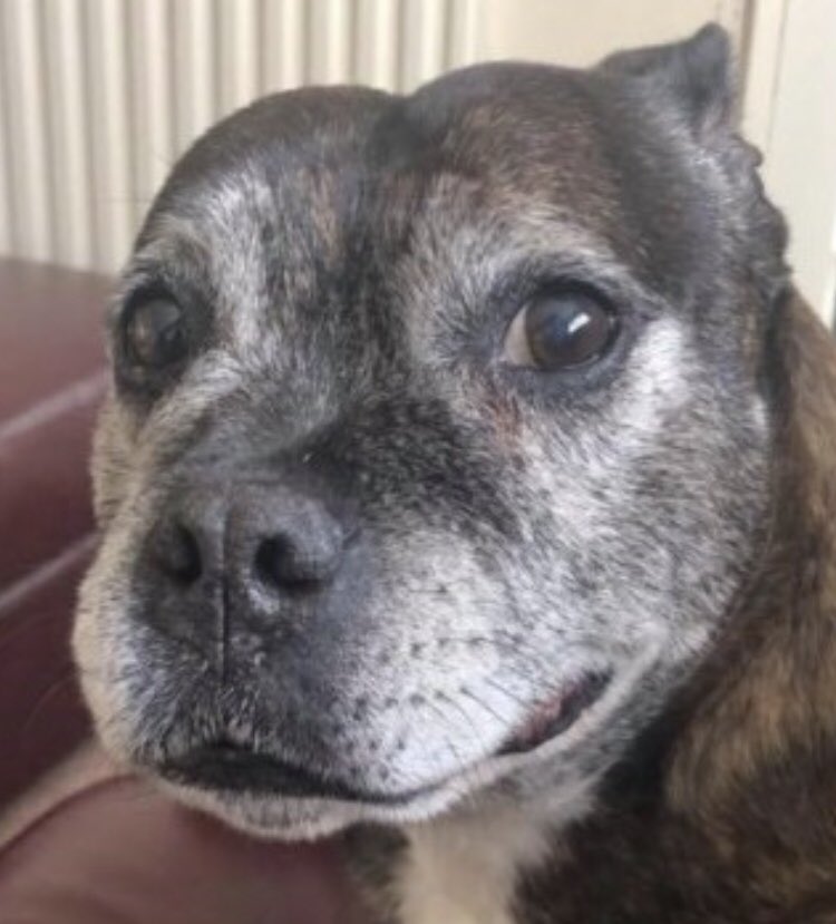 colliesontherun's tweet photo. LOOK AT THIS FACE - #SBT missing from her garden since 14/8/20 OWNERS ELDERLY & granddaughter really needs help in area postering as she doesnโt live close enough to help #LowerPenn #Wolverhampton #WV4 pls LOCALS RT & ๐ TY
https://t.co/v2Aiycrylf
@KarenFi51820768 @SeniorStaffy https://t.co/RsuoEuyCa4