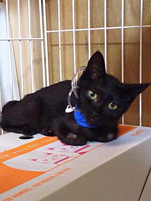 猫cafe Calm On Twitter ガリガリおチビの焙煎くん 先日ガクンと体調崩し 検査 入院 試験開腹オペで腸のリンパ節の腫れはわかったけれど 結局原因不明 ステロイド効果で食欲回復 だいぶ元気にはなってきた いっぱい食べて体力 免疫力upやな 何かあるかも