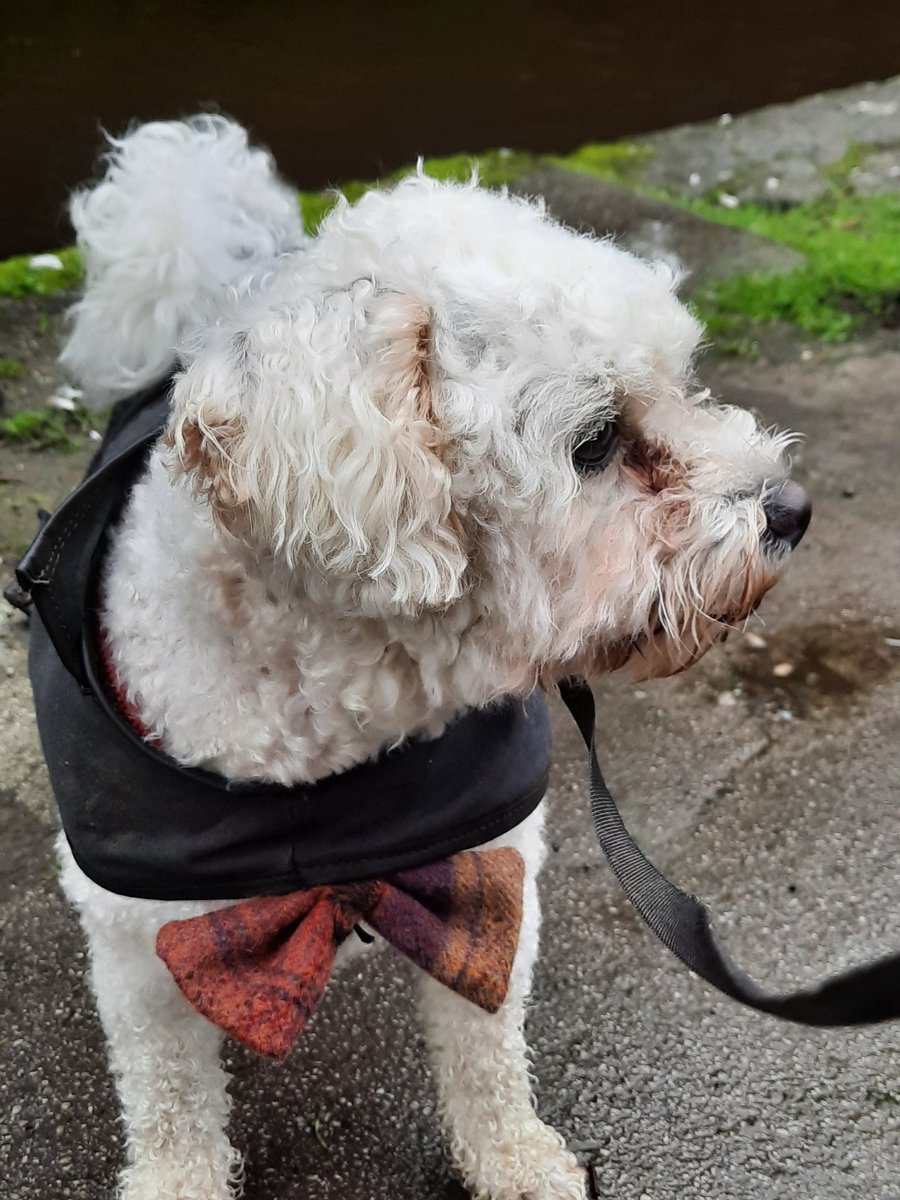 LymerJanet's tweet photo. It seems like they mean it when they say you've actually got to go out and do an actual walk! Eric (our dog) has been experiencing an obesity epidemic since we both locked down 4 months ago. Thought it would do him good to come with me. Here we are, walking round the park! Result https://t.co/YaiV16VbSu