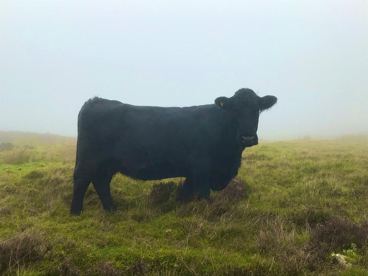 fedwarian's tweet photo. The fun of finding #conservation #grazing #WelshBlack cattle on a misty hill π€¦ββοΈ and a full tummy calf chilling out π #grazingisamazing #hillfarm #farmlife #environmentalsuccess https://t.co/CKY5YHnxaU