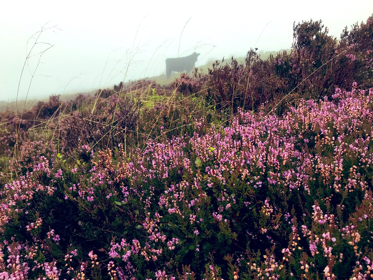 fedwarian's tweet photo. The fun of finding #conservation #grazing #WelshBlack cattle on a misty hill π€¦ββοΈ and a full tummy calf chilling out π #grazingisamazing #hillfarm #farmlife #environmentalsuccess https://t.co/CKY5YHnxaU