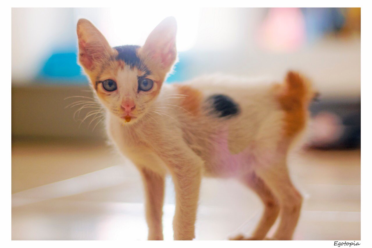 Nuuril Fahmia On Twitter Buat Yg Masih Suka Rasis Maunya Sayang Ama Kucing Ras Nih Lihat Hasil Kasih Sayang Dan Cinta Kasih Dan Yg Pasti Makan Yg Bagus Kucing Yg Katanya Kampung