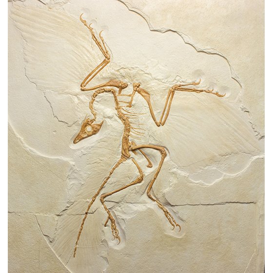 始祖鳥のtwitterイラスト検索結果