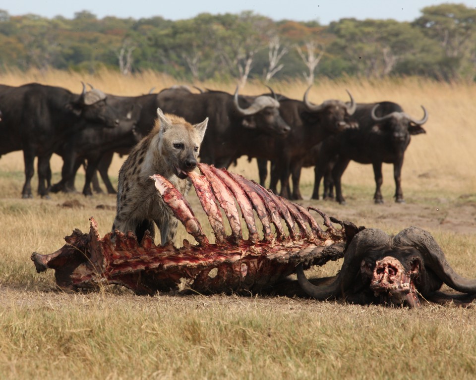 envirogistzim's tweet photo. According to #Hwange Area Stakeholders, "Chinese companies are reportedly already cutting down mature teak trees &amp; clearing crucial #wildlife habitat to make way for their #coal #mining activities within #HwangeNationalPark" 
 
Image Credit: SATIB Trust https://t.co/rh7Esk1639