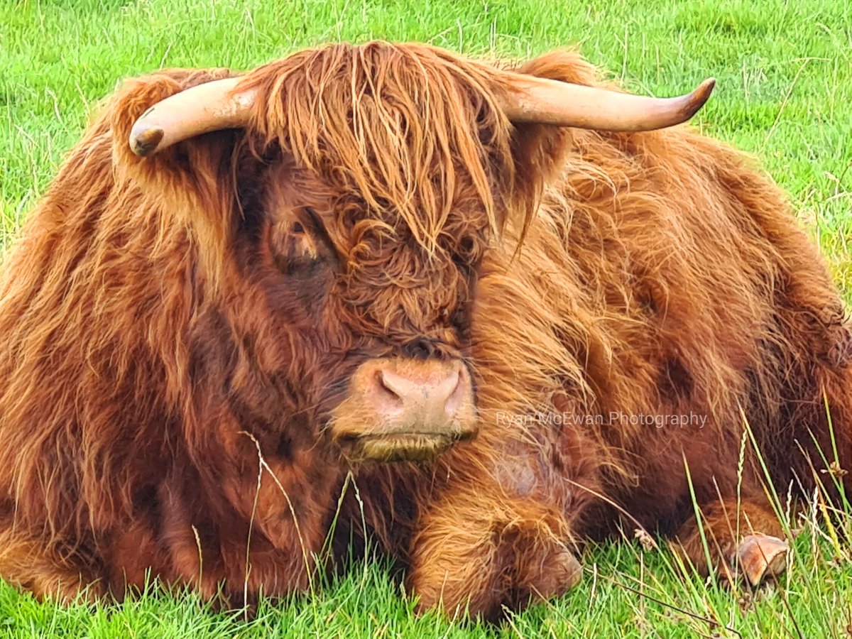RMcEphotography's tweet photo. Happy #coosday https://t.co/oNoDsJ6jud