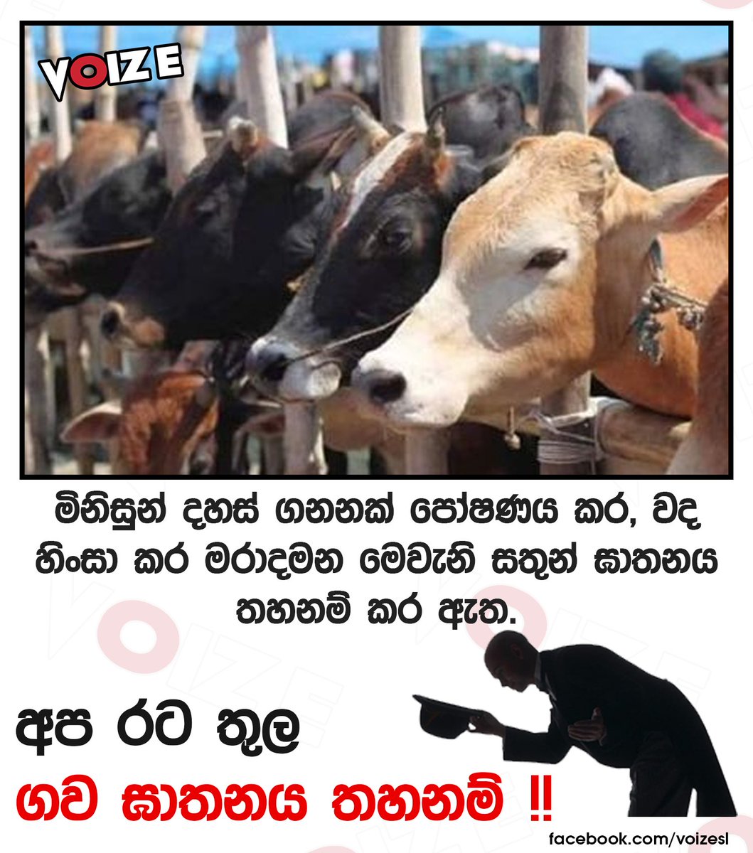 voizesl's tweet photo. අප රට තුල ගව ඝාතනය තහනම් !! 

#voize #srilanka #Cattle #slaughter #banned https://t.co/shWgAqpcx9