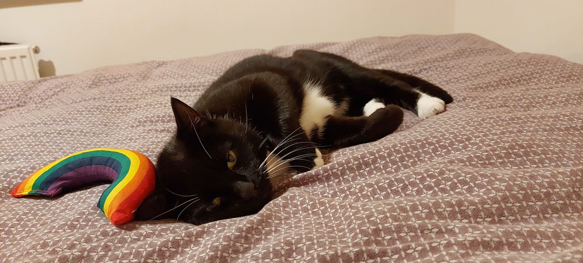 AnxietyOctopus's tweet photo. @Wood_Green (Godmanchester) ...we welcomed Socks to her new home yesterday and, honestly, I don't think I've ever met a happier or friendlier cat. She was on our laps and purring like an engine within minutes of arrival. What a sweetheart 💖 Thank you for introducing us! https://t.co/qqZAxbjVLZ