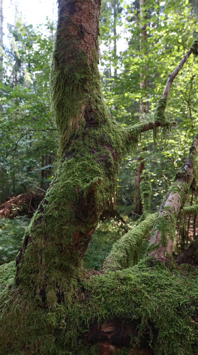 Luca Vivan tweet media