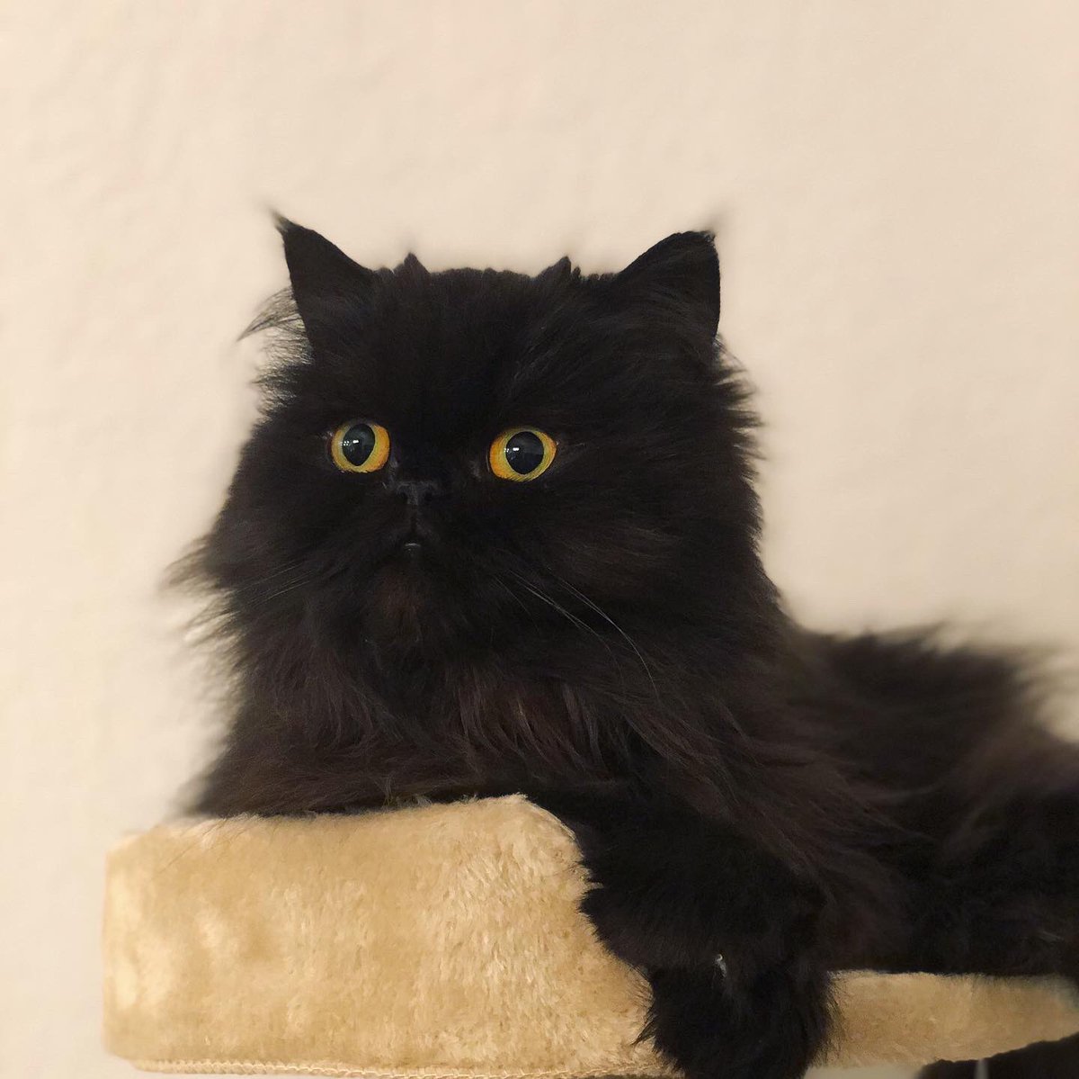AlfonsoChartier's tweet photo. When your cat is caught in a stare 😂 #cat #kitty #persian #stare #staredown #kittydreams #daydreamer https://t.co/Y8jqJjkQoc