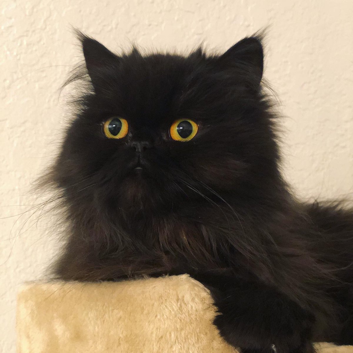 AlfonsoChartier's tweet photo. When your cat is caught in a stare 😂 #cat #kitty #persian #stare #staredown #kittydreams #daydreamer https://t.co/Y8jqJjkQoc