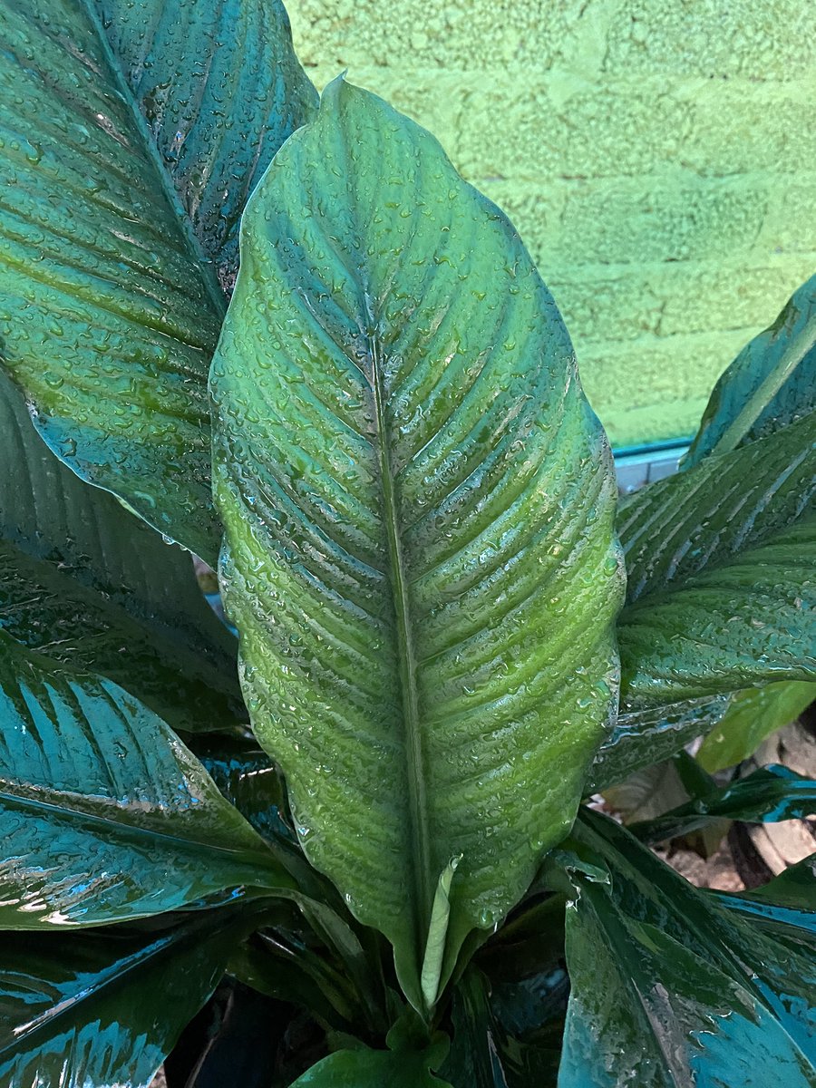 #martesdebrotes apenas se va desarrollando su última hoya y ya viene el nuevo brote