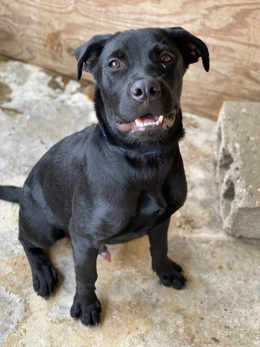 IsraelsonIsidor's tweet photo. Jasper the #LabRottie #6MonthsOld #Labrador #Rottweiler #DogsofHaiti https://t.co/ryc6azpFNj