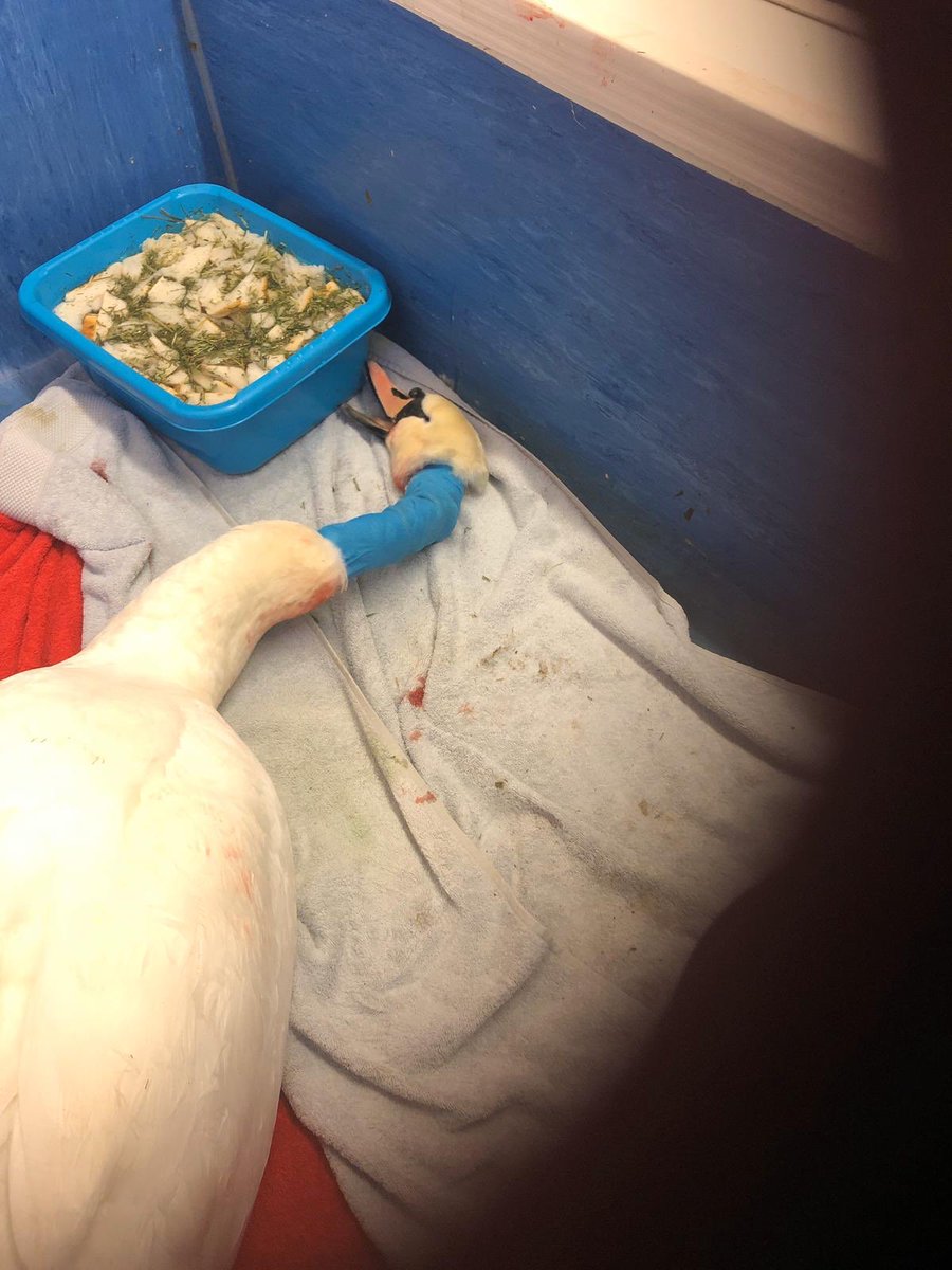 A not uncommon injury Dagenham,Nov2019 rather than capturing the snagged swan,a hook has been ripped out tearing the esophagus.The swan attempted to feed but unable to swallow the food has lodged as a blockage(see bulge)at wound site.Successful rescue operation by  @Swan_Sanctuary