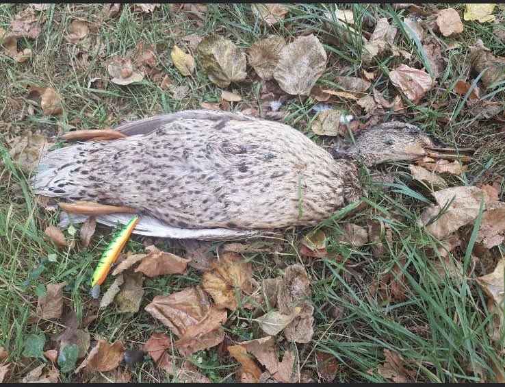  #LeeNavigation  #TottenhamLock Aug 2020 Despite community searching for this much-loved mallard mum she wasn’t located in time. The hook & line she was snagged on killed her, it caused her much suffering. Weren’t able to rescue her 3 ducklings  #rodlicence  @EnvAgency  #wildlifecrime