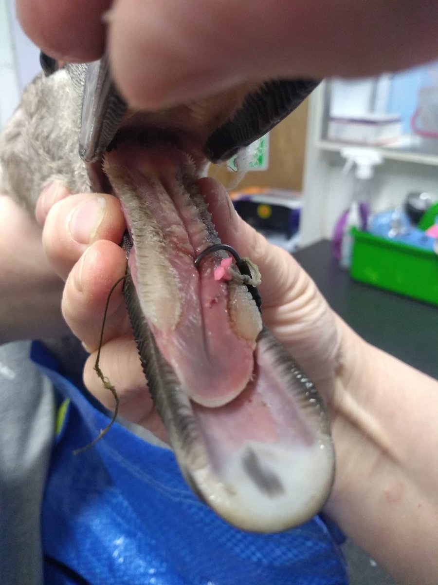  #LangdonNatureReserve  #Basildon 06/09/2020  #cygnet with fish hook snagged in tongue - captured dragging 25m of fishing line in which 1kg of debris & lead weight was entangled Hook removed, successful rescue by  @Swan_Sanctuary  #rodlicence  #healthyrivers  #wildlifecrime  @EnvAgency