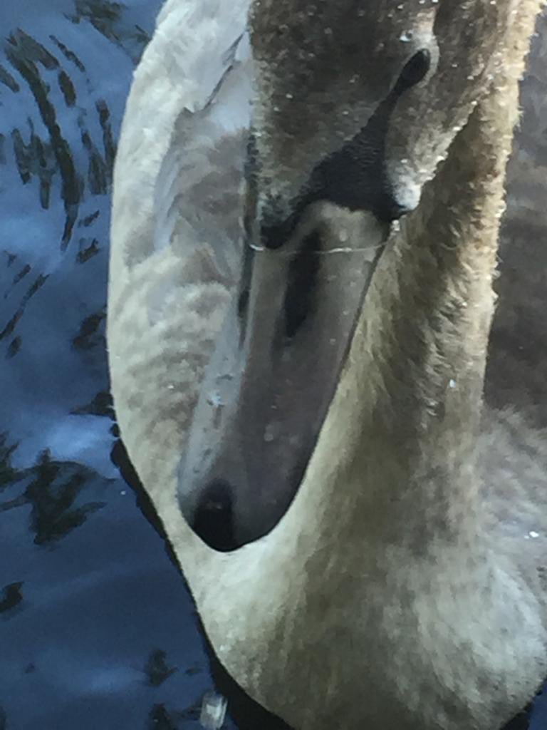 06/09/2020  #Thamesmead  #cygnet with fish hook snagged in corner of mouth, fishing line looped over head and ingested down throat on other side. Hook removed, successful rescue by  @Swan_Sanctuary  #rodlicence  #healthyrivers  #wildlifecrime  @EnvAgency