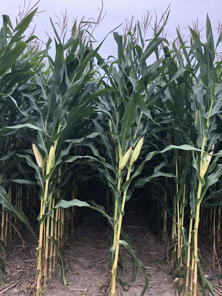 KinyonLucas's tweet photo. Corn treated with Miravis Neo looking fantastic, deep green, healthy plant @SyngentaUS #SeeingGreenContest https://t.co/B0S1PpxsXa