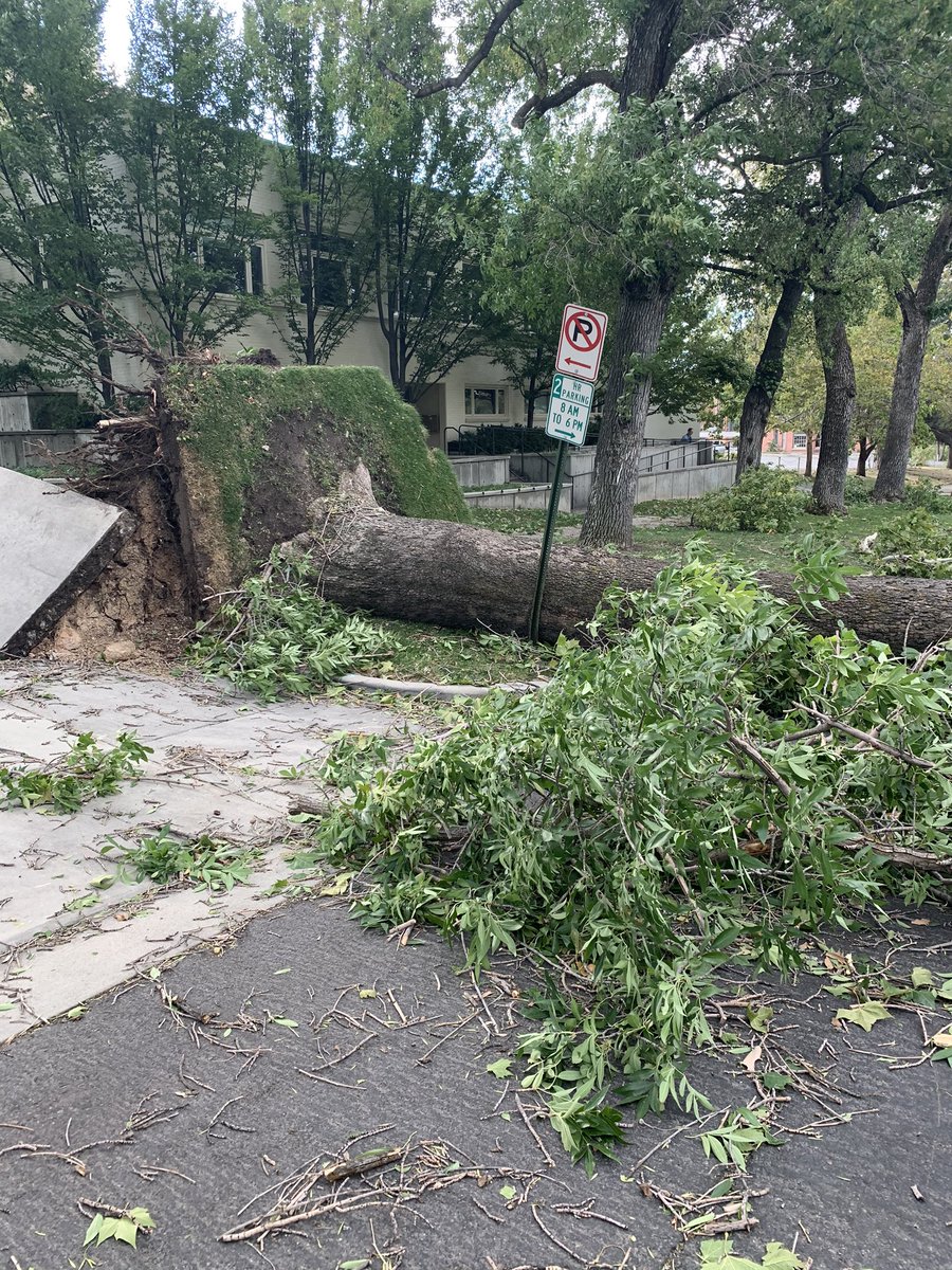 The tree is an old sycamore. There are many of them lining South Temple and 600 East. I’ve been there just a few minutes and see out of the corner of my eye ANOTHER huge sycamore on 600 East fall down just 20’or 30 yards away. Pics of it: