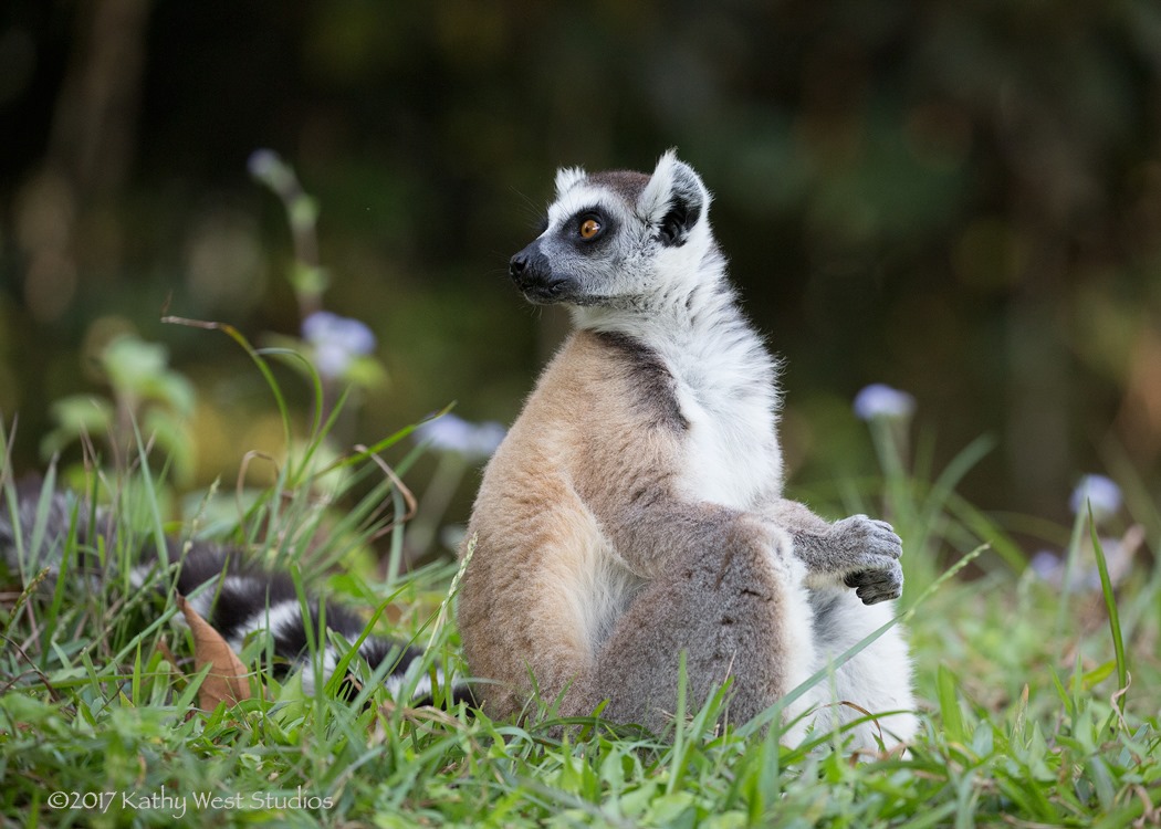 ConservCareers's tweet photo. 🌴Job Alert!🌴

Do you have experience in tropical field research? Would you like to help conserve endangered species in Madagascar?

@SEEDMadagascar are looking for a Conservation Research Co-ordinator! For more info follow the link https://t.co/UcuczBIG4r

📷: @SEEDMadagascar https://t.co/CpdvKKFV2Q