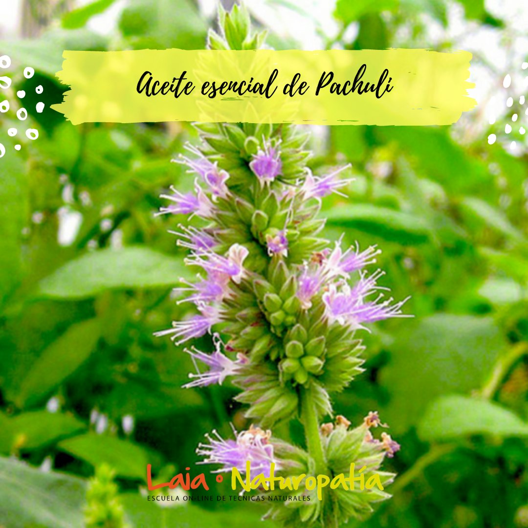 laianaturopatia's tweet photo. Aceite esencial de Pachulí (Pogostemon cablin) 🌱Abre la mente para encarar el futuro con serenidad y transmite coraje para afrontar los cambios. Favorece la apertura hacia los demás. Despierta la sensualidad y la fantasía. Es #afrodisaco. https://t.co/AdM98onRuF #pachuli https://t.co/1vlow2Vq5K