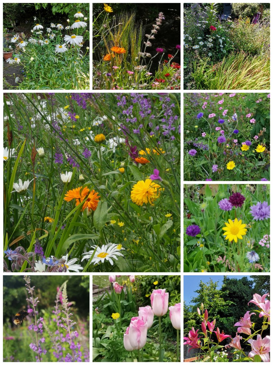 ScotBordersHA's tweet photo. We've had some lovely entries to the #SBTO #Gardening Competition. Judging will take place soon, but in the meantime, here's a taster from one of our Tenants - a gorgeous selection of #flowers from their #garden in Bountrees, #Jedburgh. https://t.co/pU5H2DaXaB