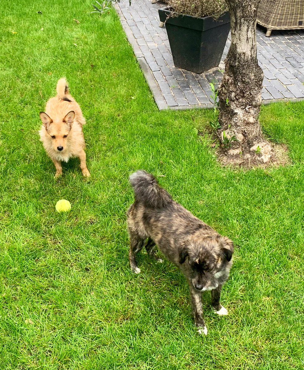 simonzwartkruis's tweet photo. Hartelijk ontvangstcomité bij het tuinhuisje van Barry van Galen. Woensdagochtend een nieuwe aflevering van de Retteketet Podcast online #AZ #VIpodcast 
🐶🎙 https://t.co/uryLty4R7n