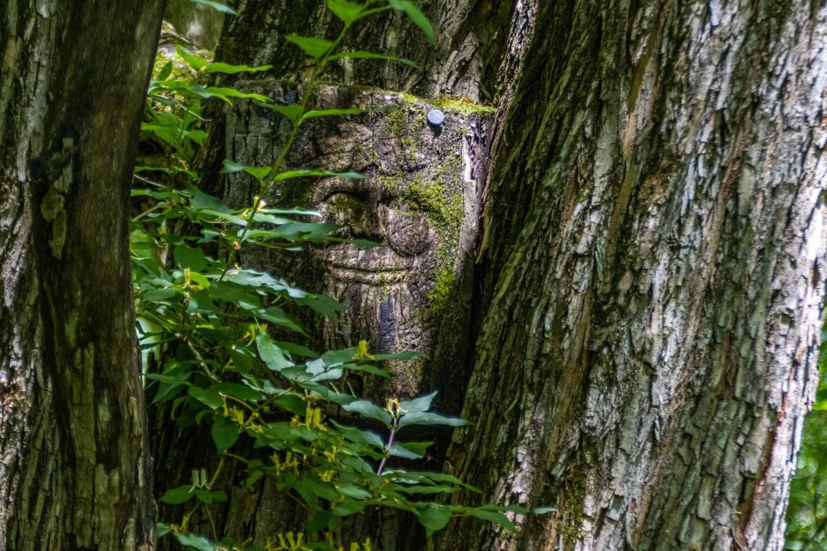 TheSnookguy's tweet photo. I will always take the spooky, haunted, etc trail, path or road. There were spirits in those woods. Guardians of the Forest from around the world. #kickapoostatepark #forestspirits #illinoisparks https://t.co/SAk1ZhZnR5