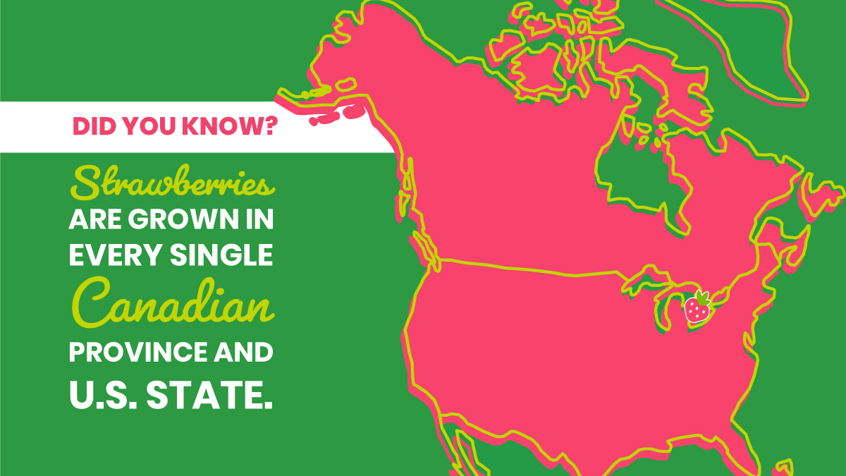 YES_Berries's tweet photo. That's a whole lot of strawberries to eat!
#Strawberry #StrawberryFact #Facts #Map #GreenhouseGrown #DelFrescoPure #EatMoreBerries #Yummy #YESBerries https://t.co/K049MiqjMd