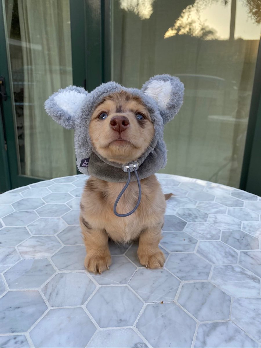 dog_rates's tweet photo. You’re joking. We only rate dogs. We do not rate koalas. I don’t know why it is so hard to understand. Dogs only please. Thank you... 12/10 https://t.co/AXYlk6CfYK