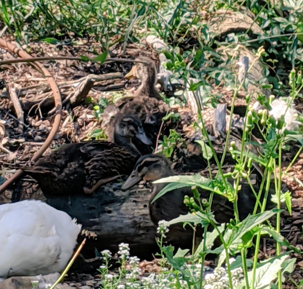 these are the mallards: (top to bottom) ruth layer ginsberg, alexandra ocasio corteggs, and angela merk-bill. could this tight-knit trip be capable of plotting against their precocious flockmate?