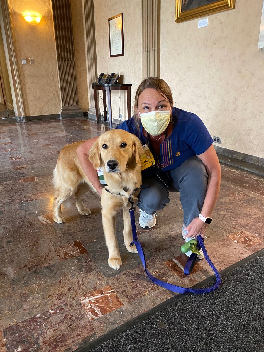 DanSimonMD's tweet photo. It's the 1st day for our newest “Child Life specialist,” Melena, a beautiful golden retriever! She'll work with Lisa Perry, CCLS, concentrating on @UHRainbowBabies Heme-Onc patients. Welcome Melena &amp; we look forward to your buddy Starbucks, a chocolate Labrador, joining us soon! https://t.co/mzITEDNnmG