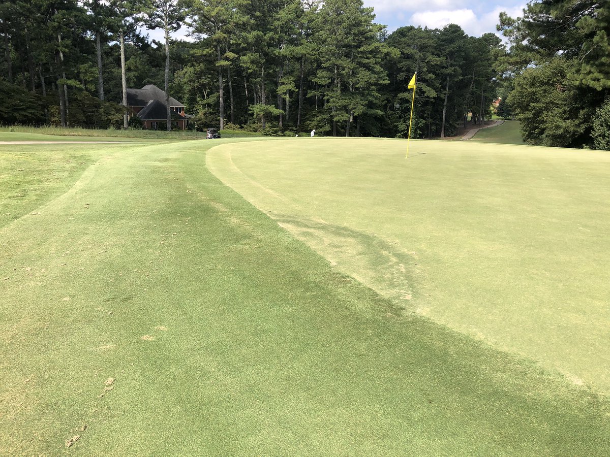 Fairy ring! #Atlanta has begun to dry and now we begin to see what’s beneath = in this case the formation of a #Basidiomycete fruiting structure. A type 2 (green) progressing to type 1 (dead) ring in an ultra dwarf bermudagrass sand-based green.