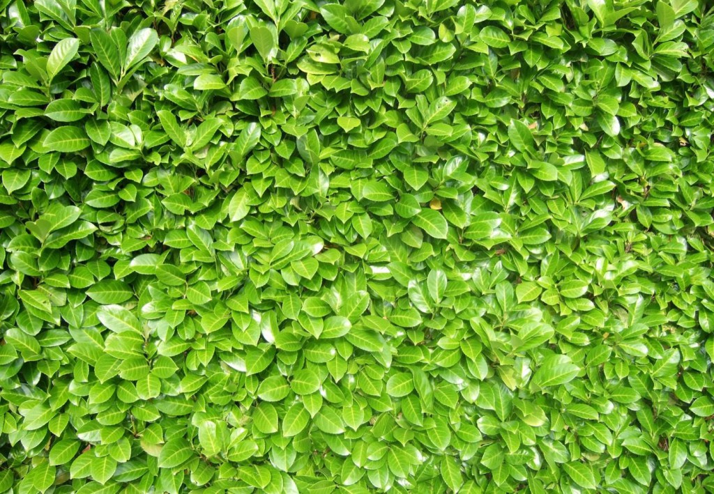 Hedge Trimming - gracegardening.co.uk/gardening-serv…