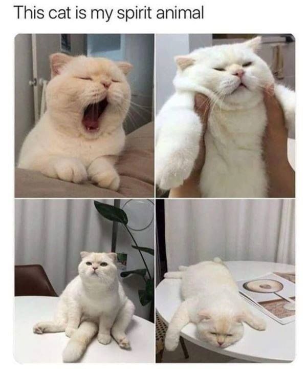 SnappyTomPets's tweet photo. How was your 3 day weekend? 
#cat #cats #catlover #catlovers #kitten #kitty #meow #pet #cute #love #catoftheday #catlife #pets  #kittens #animals #cutecat #animal #catlove https://t.co/Ek5as3Yyph