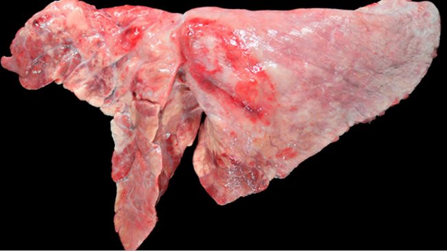 pig333's tweet photo. Principal co-infections of the porcine respiratory system

M. hyopneumoniae is involved in most of the co-infections of the porcine respiratory system. How does it act and what effects does it have?

https://t.co/pzAYN4atZ2 #pig333 #swinehealth #mhyo https://t.co/4gTNgV2Rg1