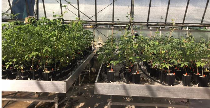 vegadapt's tweet photo. Tomatoes surviving druoght💪💪 https://t.co/I8gVQmWQ8X