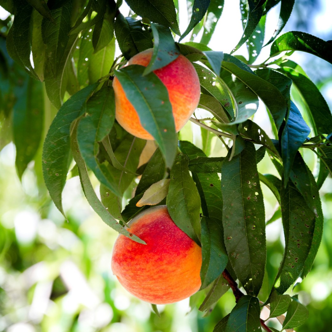 Summer is winding down, and peach season is going with it.  We love to enjoy peaches from all the local Agribusinesses in our region. Thank you to those who worked hard to make the season sweet!

#DiscoverSC #DiscoverCarolinas #OnlyInSouthCarolina