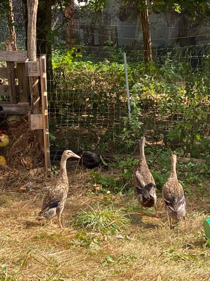 bergerebio's tweet photo. Nouveaux pensionnaires à la ferme: poulettes, coqs et... 3 canards! Ces derniers seront mes alliés pour lutter contre l'invasion de limaces ! https://t.co/1vByZnansP