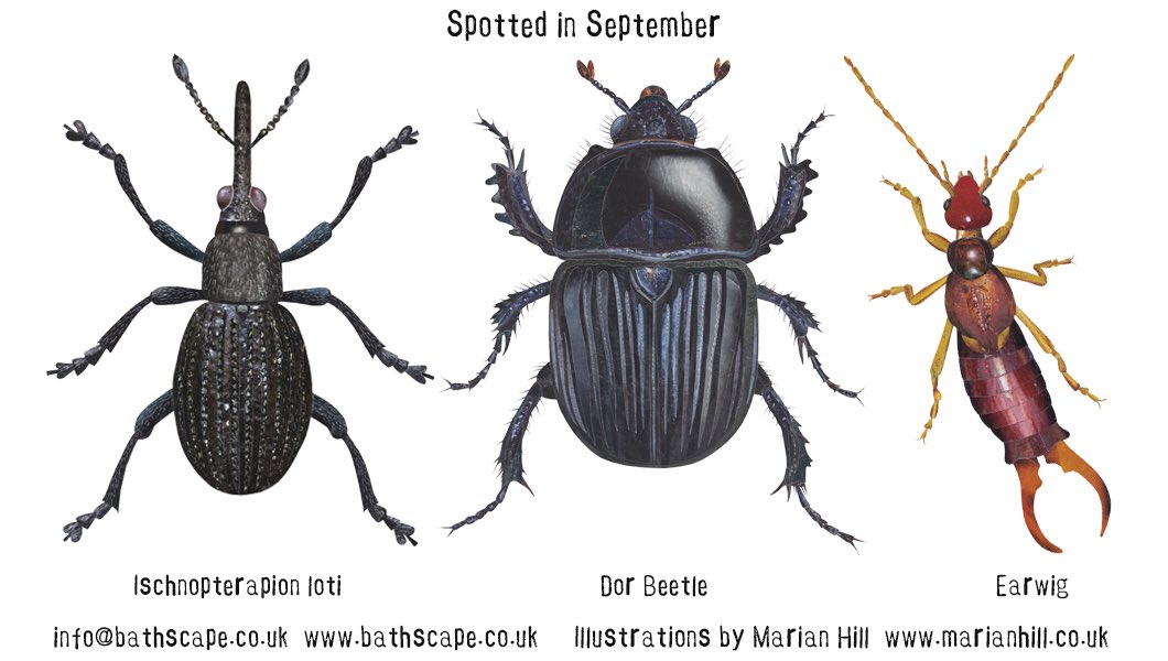 Extraordinary insects to spot in September. Part of an illustrated nature-trail produced with ⁦<a href="/Bathscape/">Bathscape</a>⁩ for ⁦<a href="/BathCityFarm/">Bath City Farm</a>⁩ #naturetrail #autumnwatch #bughunt #minibeasthunt