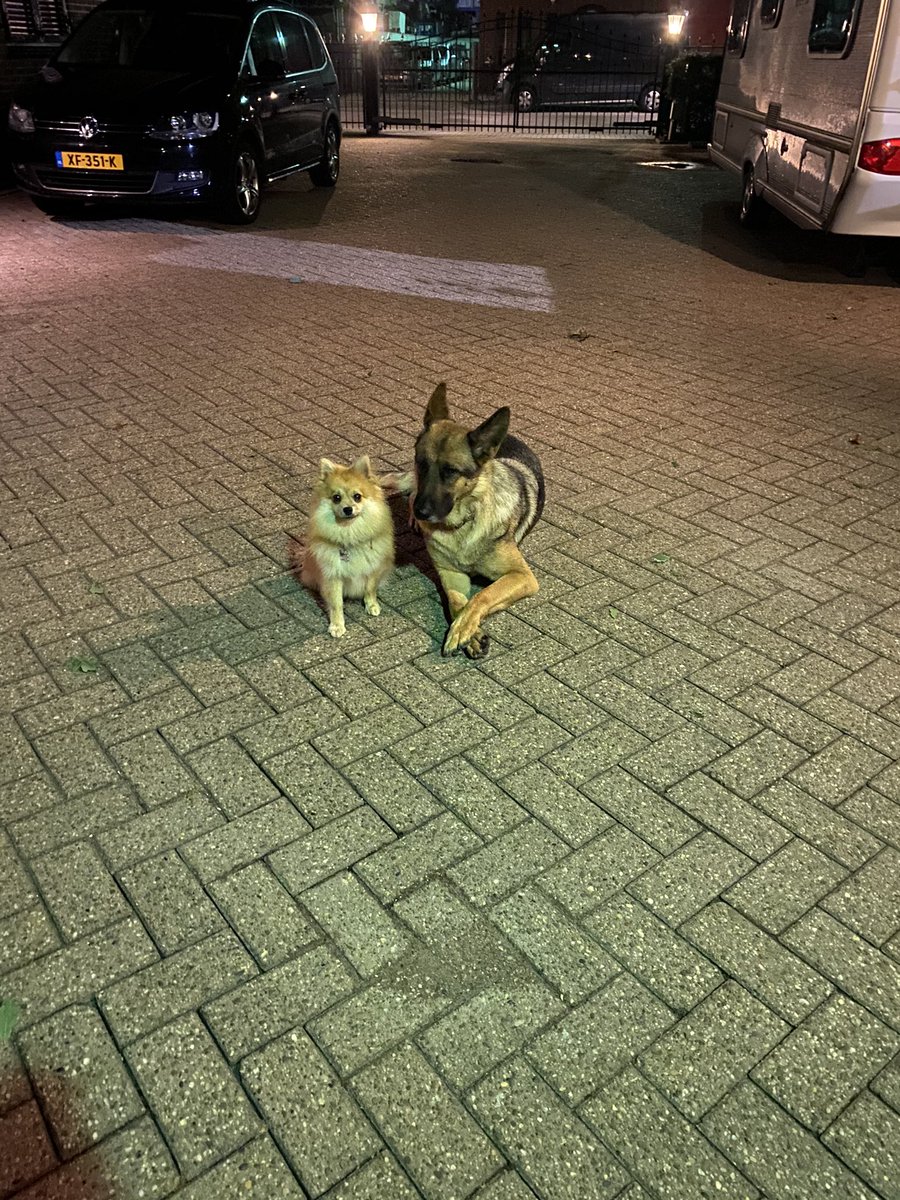 ZwarteJantje's tweet photo. Iemand vosje gezien (de kleinste) https://t.co/fIzG10m3hU