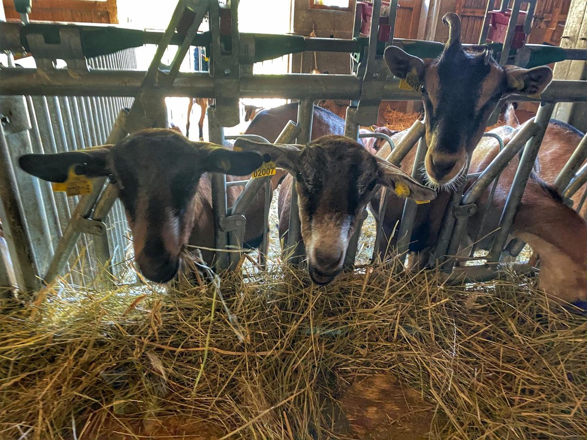 ot_pays_de_gex's tweet photo. Coup de 🧡 pour la chèvrerie de Noire Combe à Chézery-Forens ! Ils vont accueilleront avec plaisir pour une visite de leur ferme ! 🧀🐐C'est uniquement sur réservation ! Plus plus d'infos 👉 https://t.co/18O7ANO2wd
#producteur #terroir #chevrerie #fromage #PaysdeGex https://t.co/Otf2SlgYil