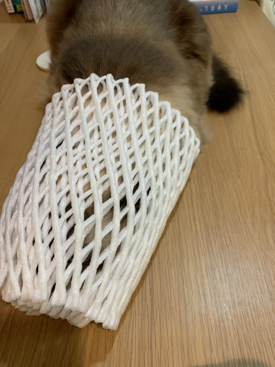 nieyan0702's tweet photo. メロンのあみあみに潜入したきなこの一部始終 https://t.co/gLgYb09ivc