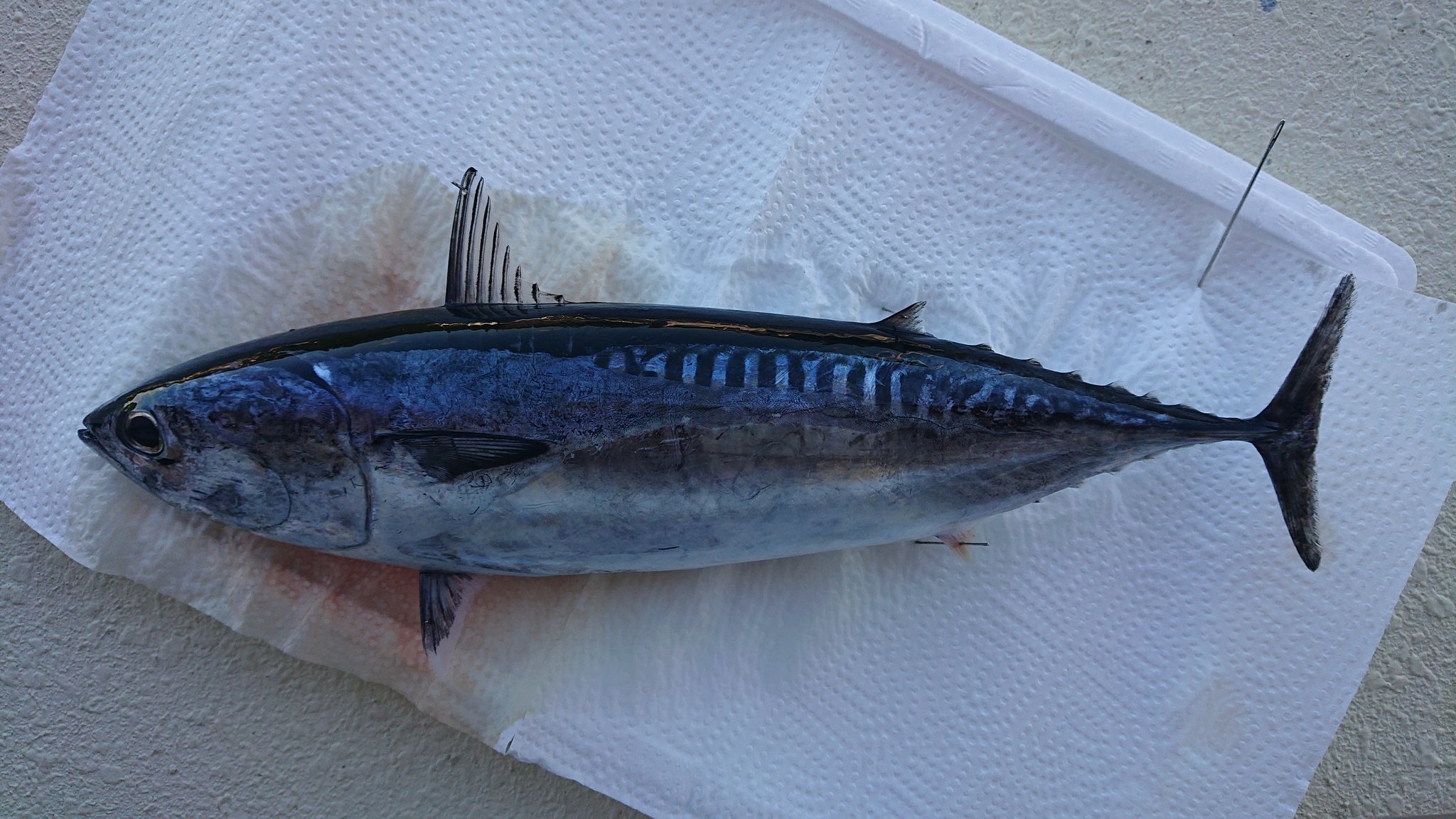 ながおさ Turishinach マルソウダのようですね 左がヒラソウダ 右がマルソウダです 鱗域の形や体型で見分けます ソウダガツオやメジカはその総称となります マルソウダはヒスタミン中毒の恐れがあるのでお気をつけて T Co Npmxkfqo0m