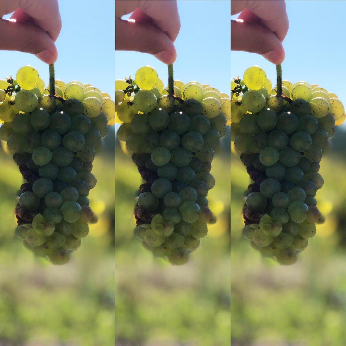 De jolies petites grappes de Picpoul pour attaquer les vendanges 2020🍇