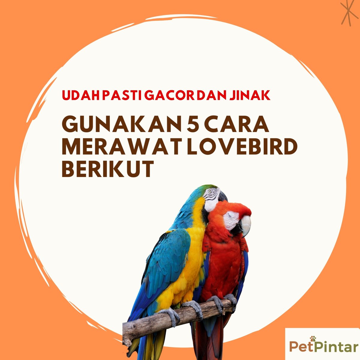 PetPintar's tweet photo. Ingin pelihara burung lovebird dirumah namun tidak tau cara merawatnya? 

Jangan khawatir, begini cara merawat lovebird supaya jinak dan gacor
https://t.co/Vwvfp3F4MD
.
.
.
.
.
#birdlove #lovebird #birds #birdstagram #instabirds #birdphoto #bird_lovers #birdsphotography https://t.co/Wc92vetnzu